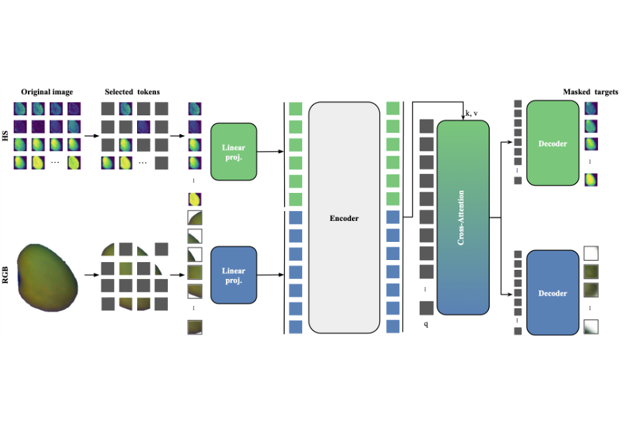 BiMAE-A Bimodal Masked Autoencoder Architecture for Single-Label Hyperspectral Image Classification