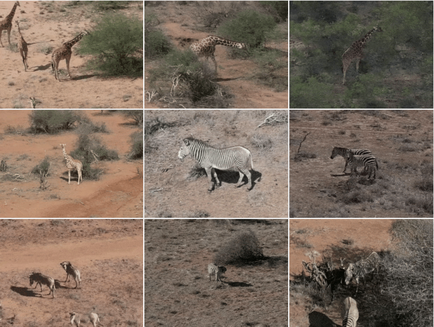 Deep dive into KABR: a dataset for understanding ungulate behavior from in-situ drone video